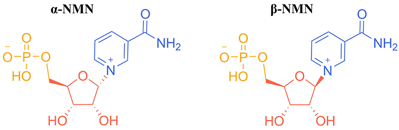 2 dạng đồng phân của NMN