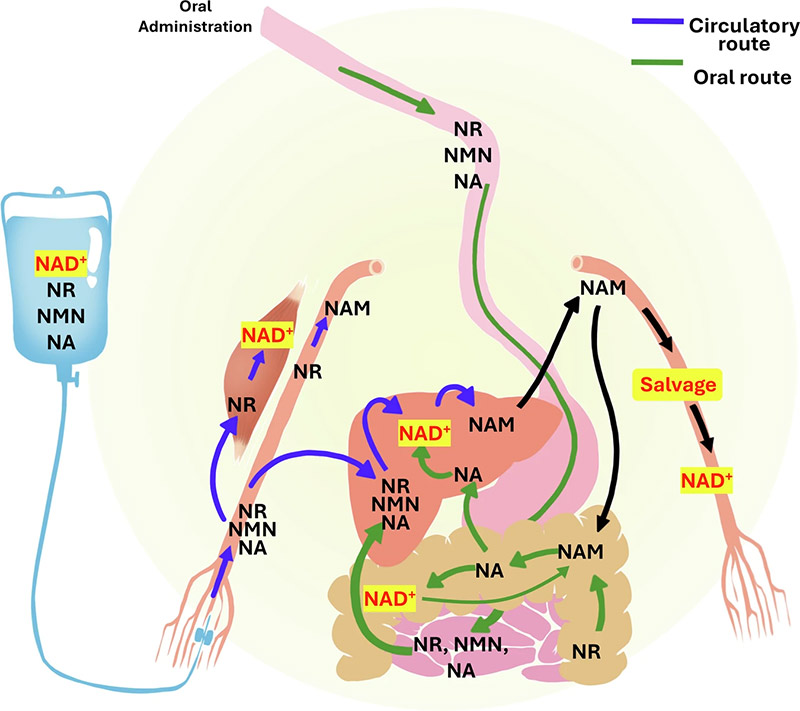 Các con đường chuyển hóa của các tiền chất NAD⁺ trong cơ thể, thông qua hai hình thức: uống (oral) và truyền tĩnh mạch (circulatory)