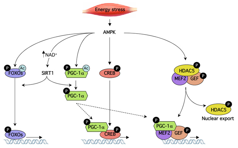 Cơ chế đặc hiệu của AMPK trong việc kiểm soát hoạt động phiên mã của tế bào cơ