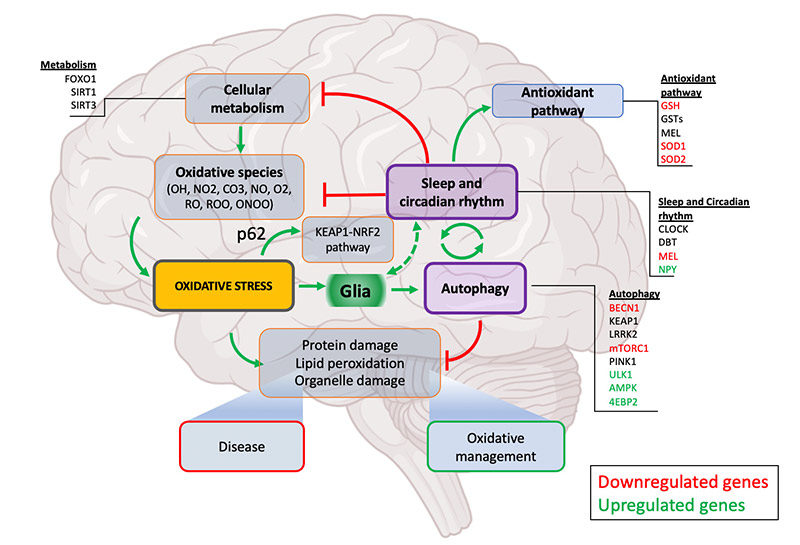 Giấc ngủ điều hòa quá trình tự thực, góp phần giải thích cơ chế NMN có cải thiện giấc ngủ không