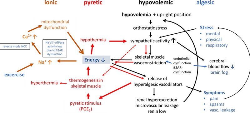 Mô hình cơ chế bệnh sinh của tình trạng thiếu năng lượng và các triệu chứng mệt mỏi mãn tính