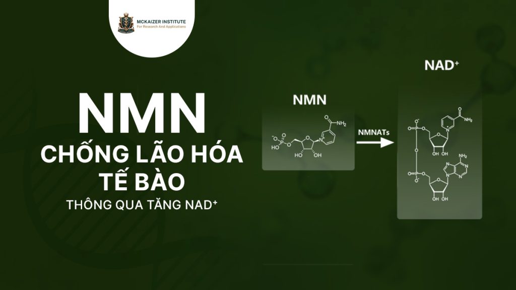 NMN chống lão hoá: cơ chế trẻ hoá tế bào qua NAD⁺