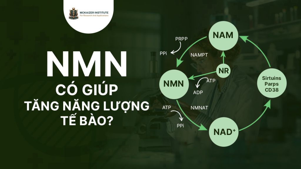 NMN giúp tăng năng lượng tế bào: cơ chế khoa học