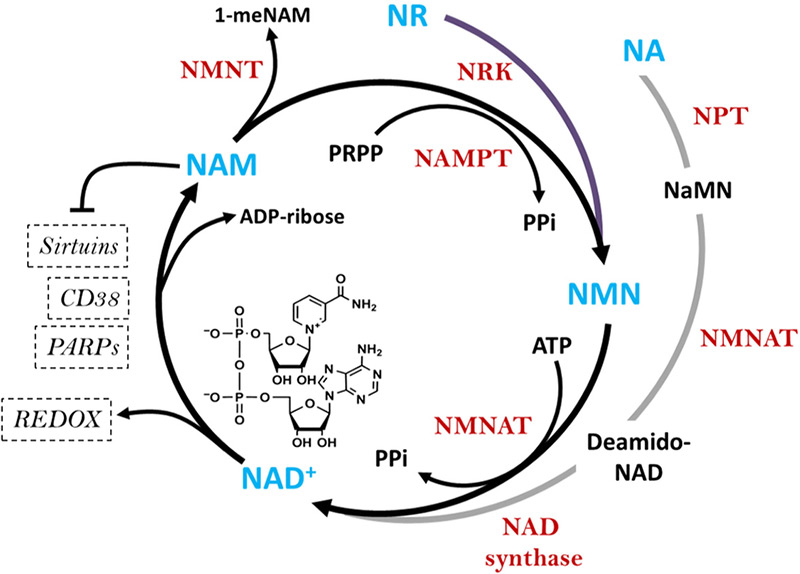 NMN giúp tăng năng lượng tế bào và tổng quan quá trình tăng sinh NAD⁺ của các tiền chất khác