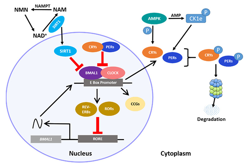 Sự tương tác giữa đồng hồ sinh học trung tâm và quá trình chuyển hóa nội bào