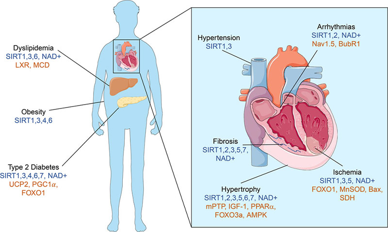 Tổng quan cơ chế Sirtuin–NAD⁺ trong phòng ngừa rối loạn chuyển hóa và bệnh tim mạch do lão hóa