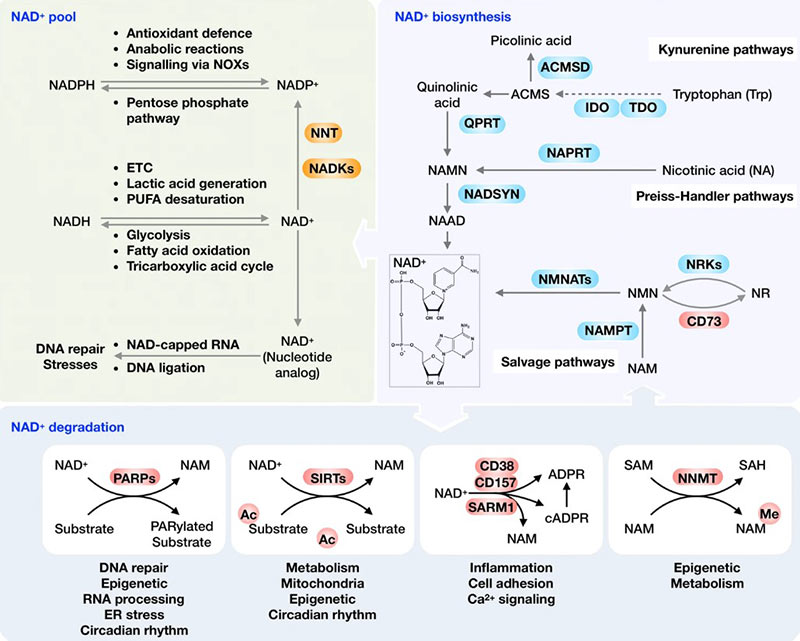 Tổng quan quá trình chuyển hóa và vai trò chức năng của NAD⁺