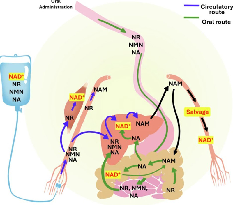 Các con đường chuyển hóa của các tiền chất NAD⁺ trong cơ thể, thông qua hai hình thức: uống và truyền tĩnh mạch