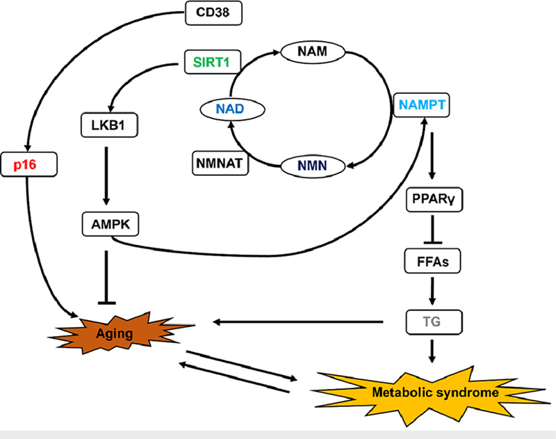 Cơ chế chuyển hóa NMN 