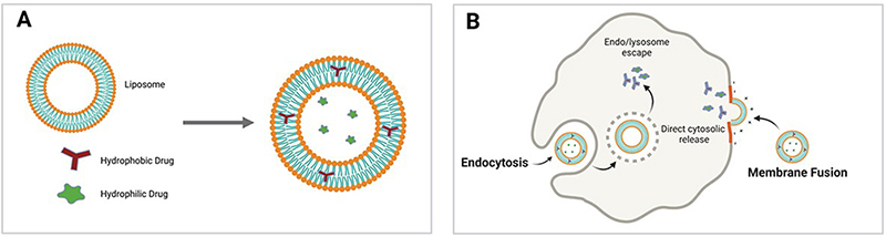 Liposome trong vai trò chất mang thuốc (A) và cơ chế tác động của liposome (B)