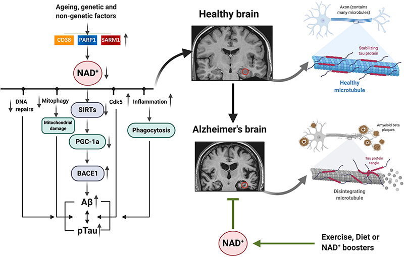 Mối liên hệ giữa lão hóa, yếu tố di truyền và sức khỏe não bộ