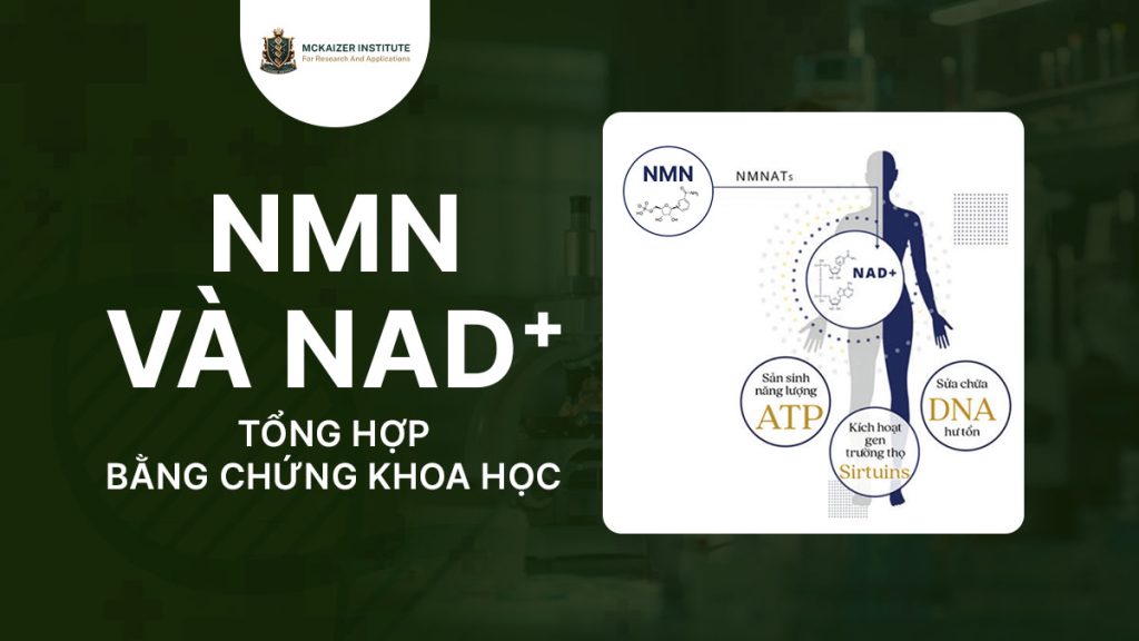 NMN và NAD⁺: Tổng hợp bằng chứng khoa học từ thí nghiệm đến lâm sàng