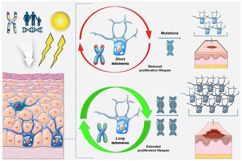 Sơ đồ cho thấy telomere quyết định khả năng phân chia của tế bào