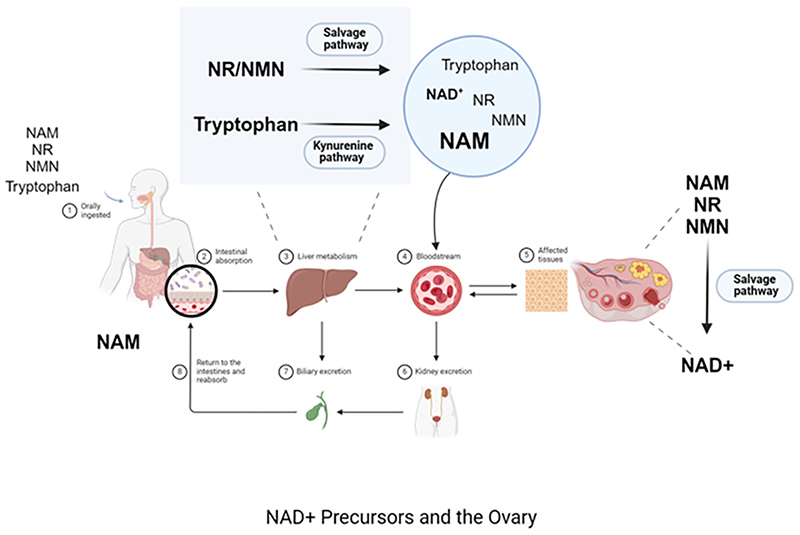 Sơ đồ mô tả tuyến đường vận chuyển tiền chất NAD⁺