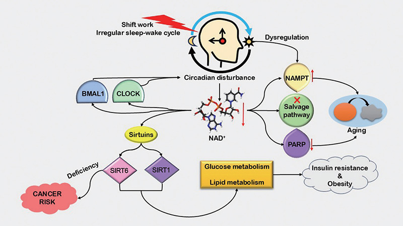Tác động của rối loạn nhịp sinh học đến chuyển hóa NAD⁺ và nguy cơ bệnh lý