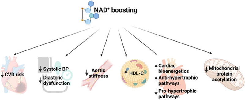 Tăng cường NAD⁺ kích hoạt mạnh mẽ các sirtuin, cải thiện chức năng nội mô, giảm viêm và ức chế xơ vữa.