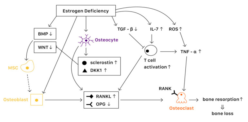 Thiếu estrogen sau mãn kinh làm rối loạn chu trình tái tạo xương