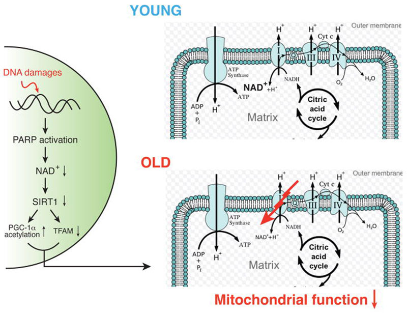 Tuổi tác ảnh hưởng đến chức năng ty thể và hiệu quả NMN tùy thuộc vào từng người 