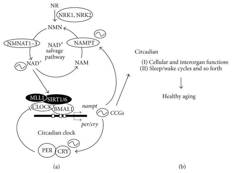 Vai trò của đồng hồ sinh học phân tử trong việc duy trì sức khỏe và quá trình lão hóa lành mạnh