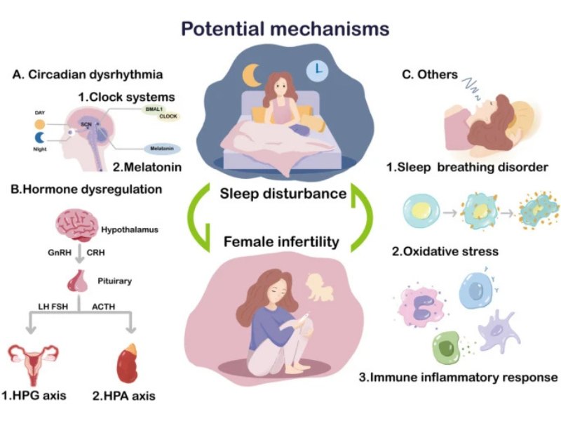 Cơ chế bệnh sinh tiềm năng của mối liên quan giữa rối loạn giấc ngủ và vô sinh nữ giới