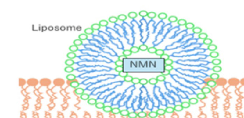 Cấu trúc Liposomal NMN