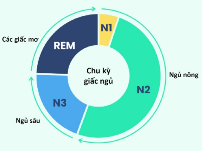 Chu kỳ giấc ngủ và các giai đoạn của giấc ngủ