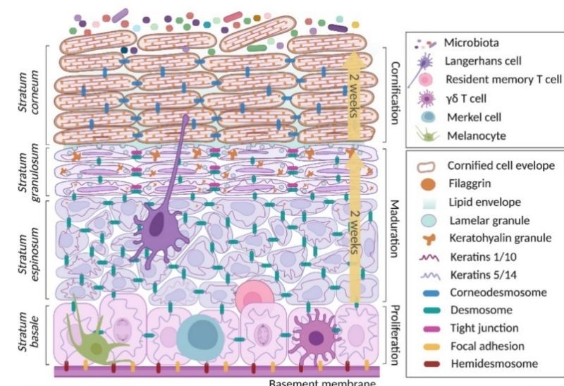 Chu kỳ sống của tế bào sừng keratinocyte