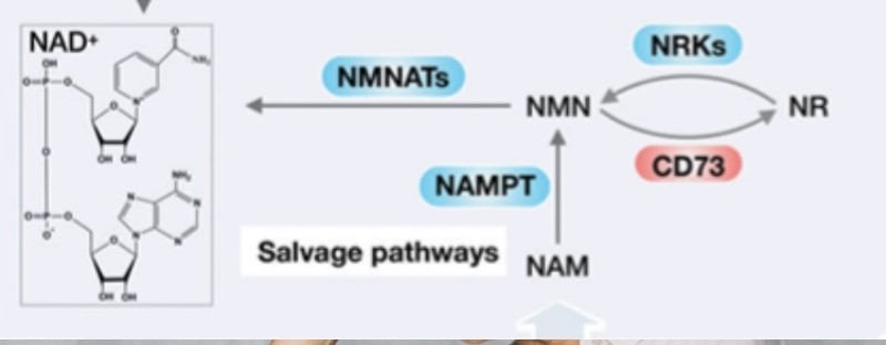 Cơ chế sinh tổng hợp NAD+ theo con đường salvage pathway