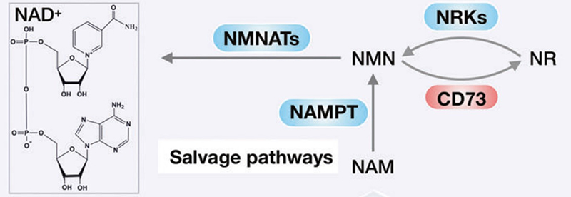 Cơ chế tổng hợp NAD⁺ từ NMN qua con đường salvage pathway