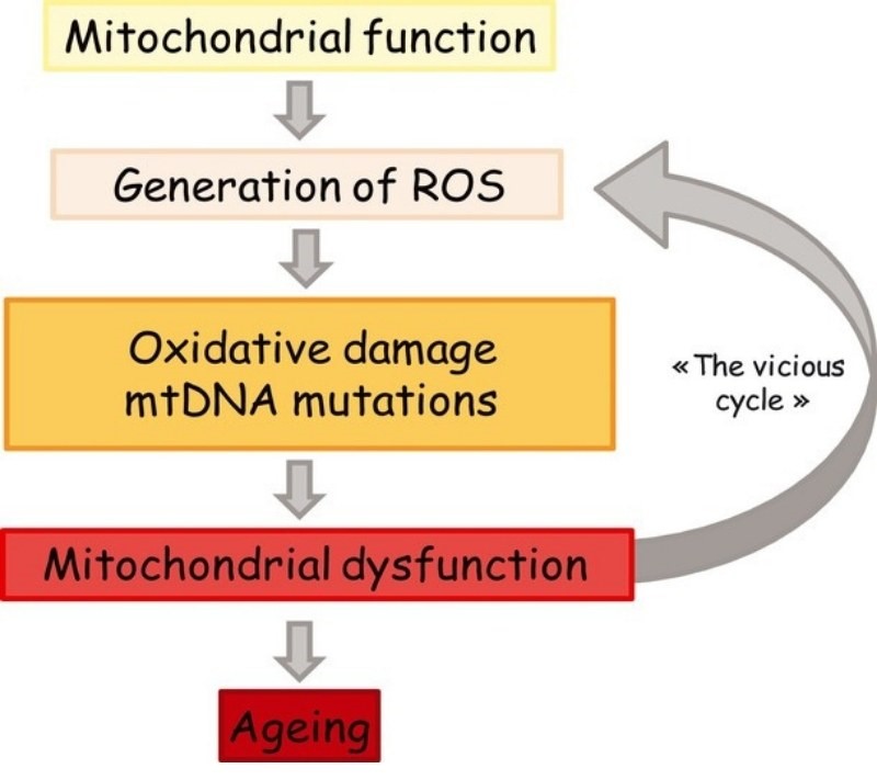 Tác động gây thương tổn DNA ty thể của stress oxy hóa dẫn đến rối loạn tế bào và lão hóa (nguồn ảnh: Intermet)