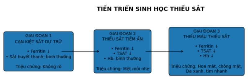 Giai đoạn tiến triển sinh học của dấu hiệu thiếu sắt