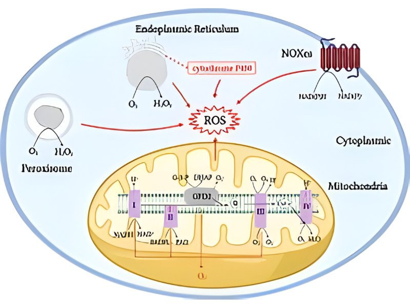 Sơ đồ mô tả các nguồn và cơ chế tạo ra ROS trong tế bào (nguồn ảnh: internet)