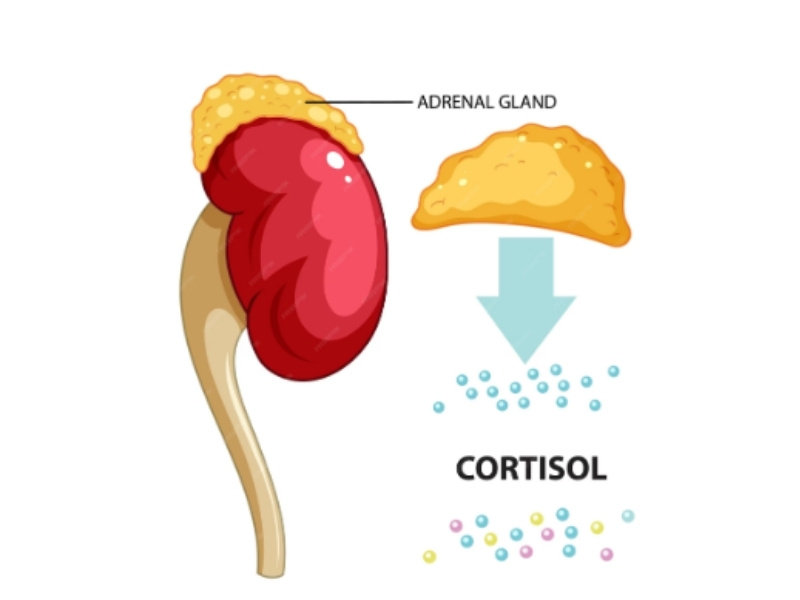 Hormone cortisol có nguồn gốc được tổng hợp từ tuyến thượng thận
