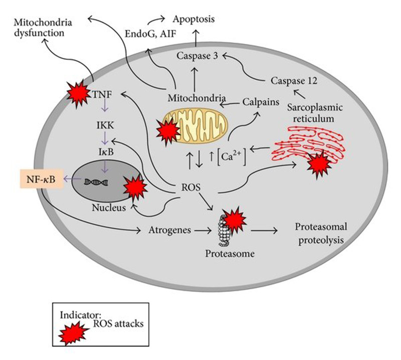 Mô tả các gốc tự do tấn công vào lớp lipid kép của màng tế bào    