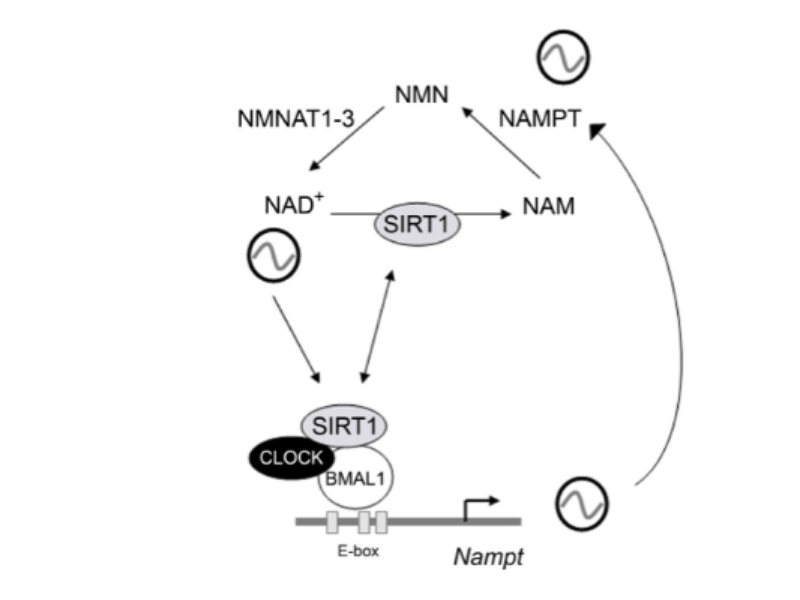 Mối liên hệ tác động giữa NAD+ và các gene đồng hồ sinh học cốt lõi.