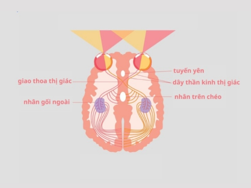 Nhân trên giao thoa thị giác (SCN) 