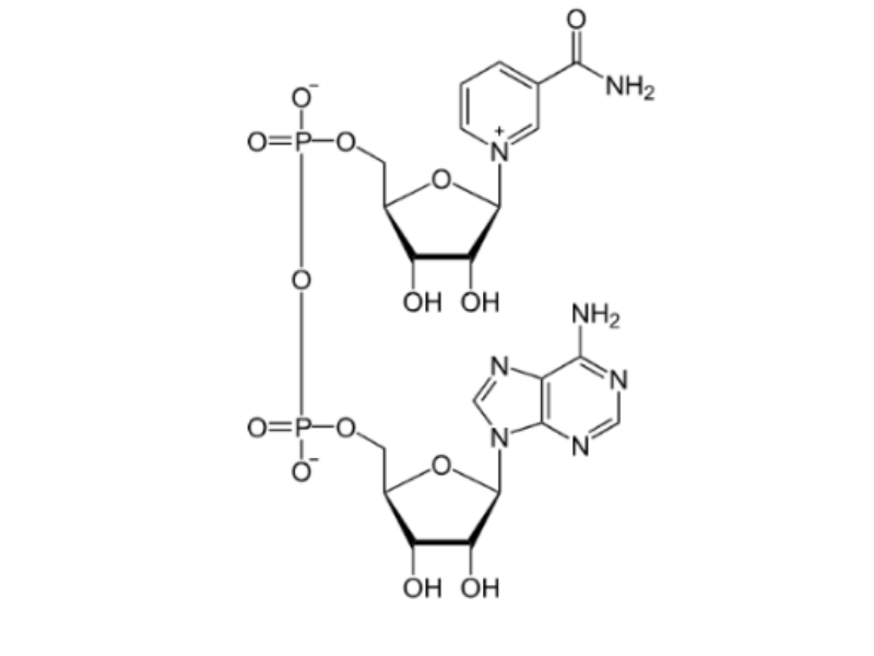 Nicotinamide adenine dinucleotide (NAD⁺) 