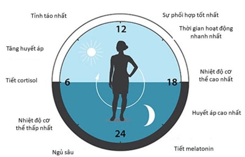 Nồng độ cortisol được điều tiết trong cơ thể tùy thuộc vào chu kỳ nhịp sinh học ngày-đêm