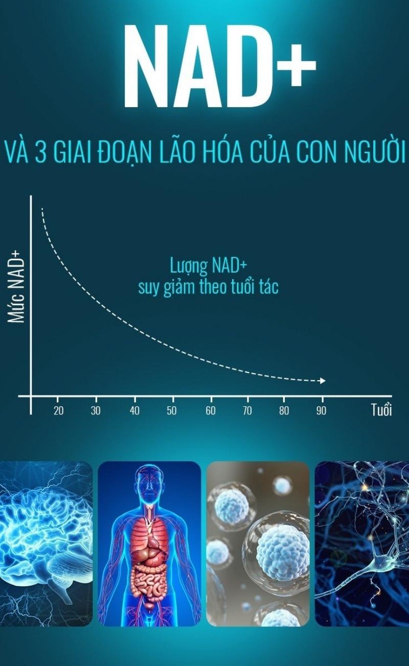 Nồng độ NAD+ suy giảm dần theo tuổi tác của con người.