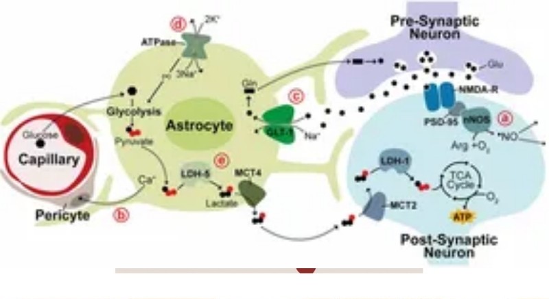 Phối hợp thần kinh – mạch máu và thần kinh – chuyển hóa qua tương tác giữa neuron và astrocyte