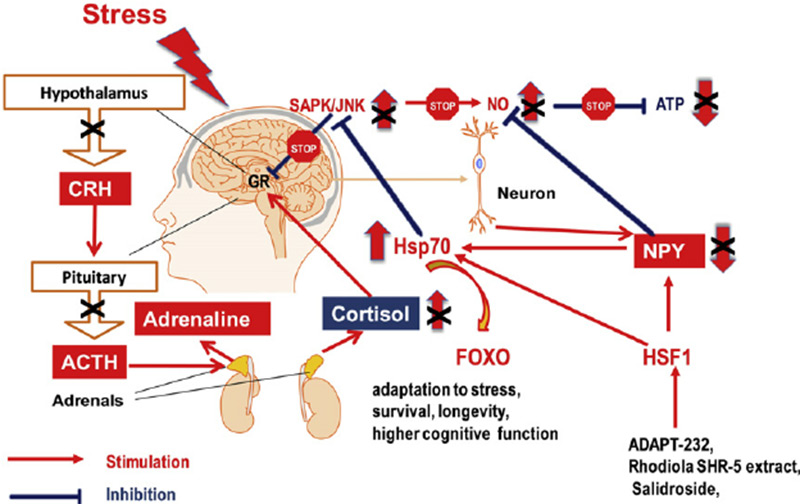 Sơ đồ phản ứng sinh học với stress