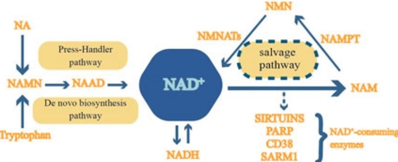 Tổng hợp NAD+ theo con đường salvage pathway