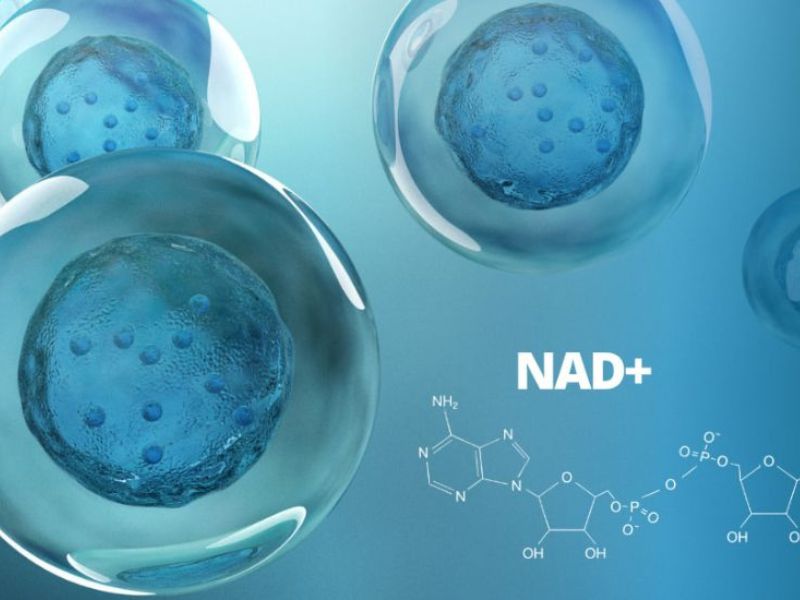 Nicotinamide adenine dinucleotide (NAD⁺) . Nguồn: internet