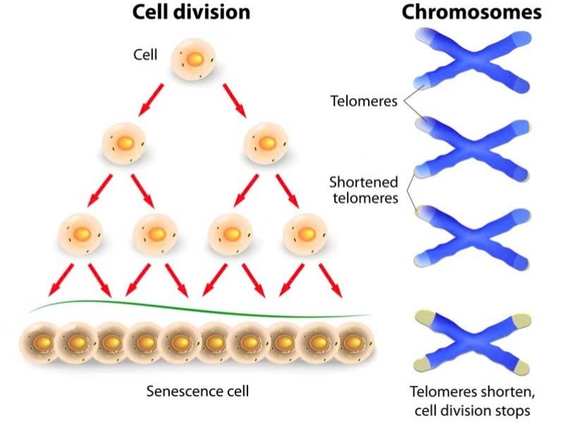 Telomere ở các đầu mút nhiễm sắc thể có vai trò bảo vệ phần DNA mã hóa của bộ gene. Nguồn: internet