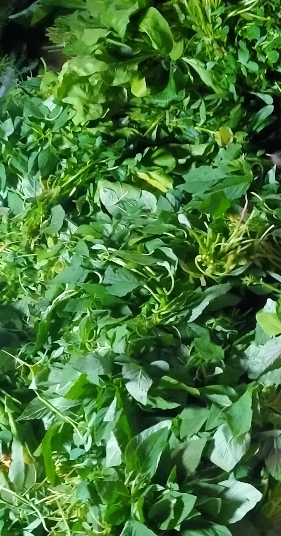 Rau lá xanh giàu folate