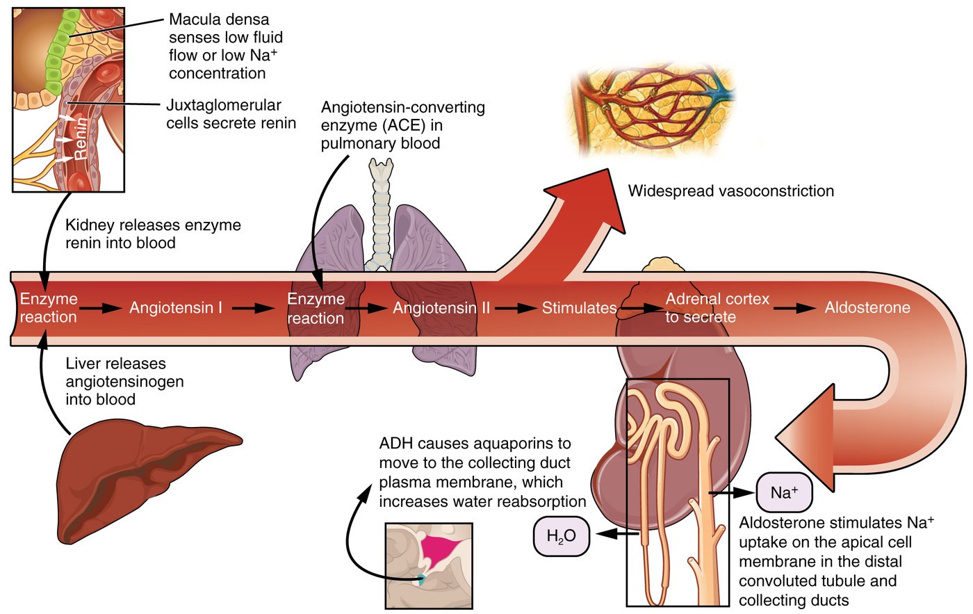 Sơ đồ hệ renin-angiotensin-aldosterone