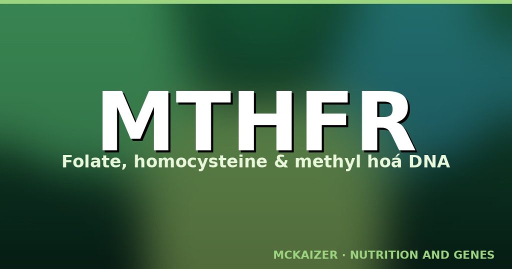 Gen MTHFR, folate và methyl hoá DNA — Mckaizer Nutrition and Genes