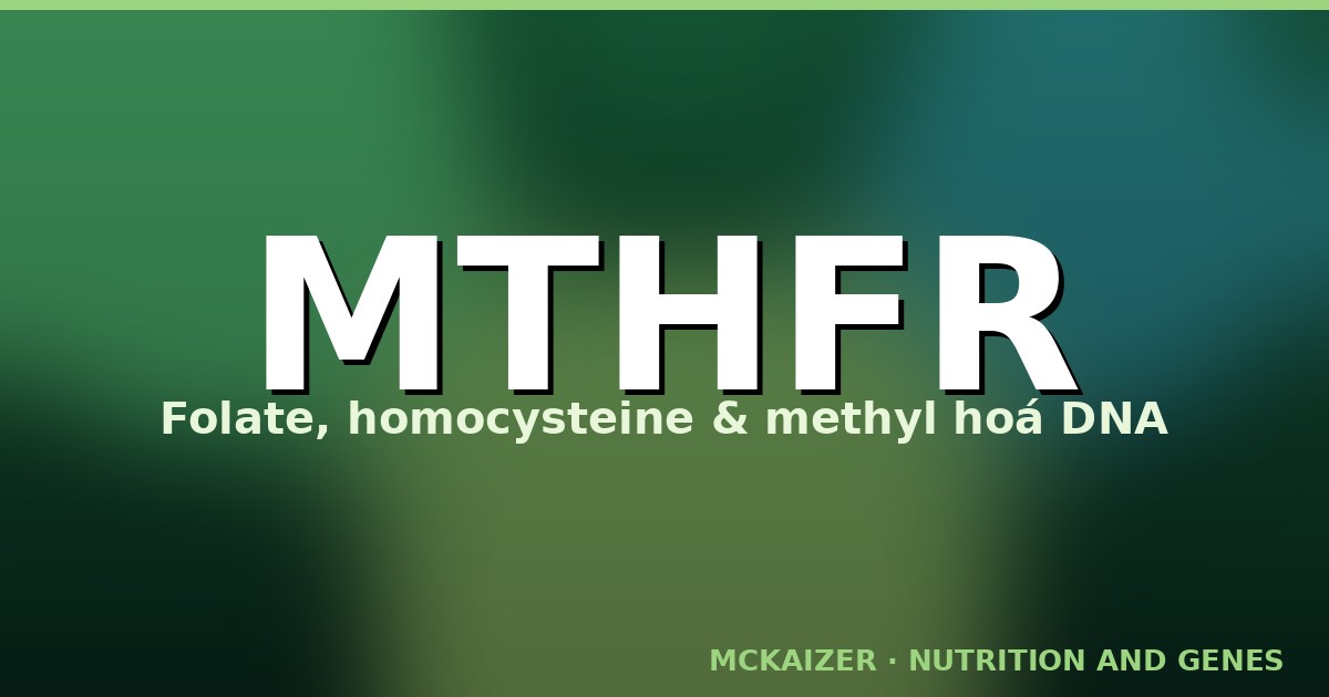 Gen MTHFR, folate và methyl hoá DNA — Mckaizer Nutrition and Genes
