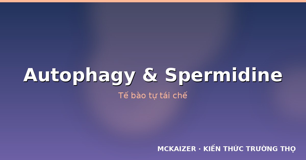 Autophagy và spermidine: Khi tế bào tự dọn dẹp để trẻ lâu