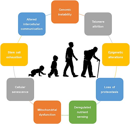 Hallmarks of Aging Framework — Scientific diagram